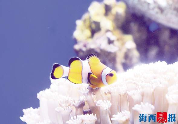 廈門(mén)海底世界內(nèi)設(shè)有五個(gè)特色展區(qū)(圖5) 廈門(mén)海底世界內(nèi)設(shè)有五個(gè)特色展區(qū)(圖5)