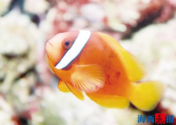 廈門(mén)海底世界內(nèi)設(shè)有五個(gè)特色展區(qū)(圖7) 廈門(mén)海底世界內(nèi)設(shè)有五個(gè)特色展區(qū)(圖7)